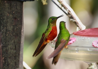 A pair of Chestnut-breasted Coronets