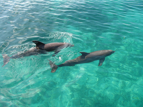 Two Dolphin Swimming