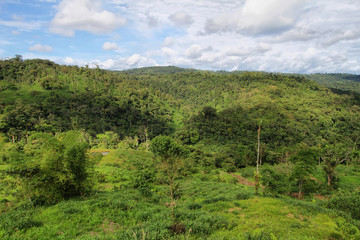 Fototapeta na wymiar Landscape of ecuadorian jungle