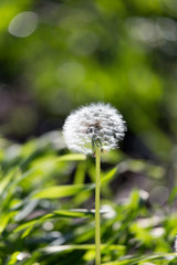 dandelion in nature