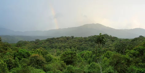Tuinposter Landscape of ecuadorian cloudforest © estivillml