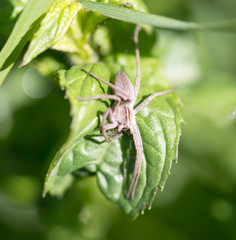 spider in nature