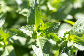 mint leaves in nature © schankz