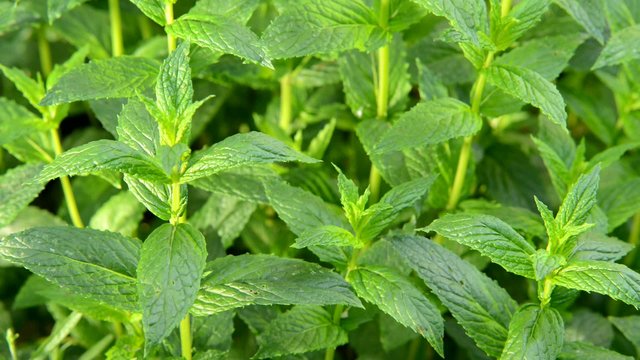 peppermint in the garden, locked down