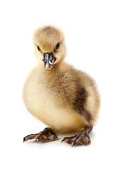 little gosling