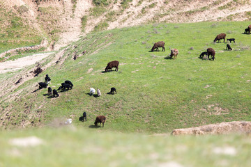 Sheep graze in a meadow