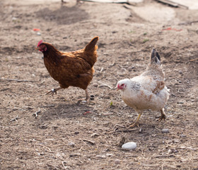 Chicken on the nature