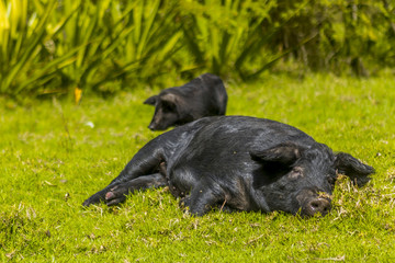 black female pig sleeping