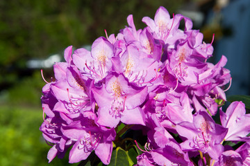 Rhododendron