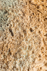 mold on bread. macro