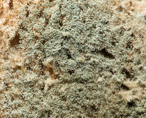 mold on bread. macro