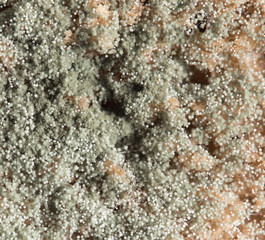 mold on bread. macro