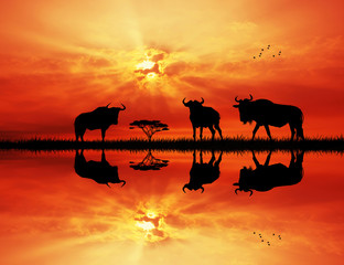 Fototapeta na wymiar wildebeest at sunset