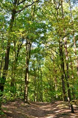 Forest in autumn