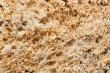 mold on bread. macro