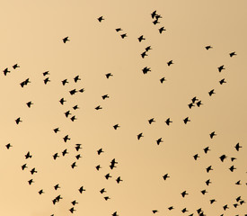 A flock of birds in the sky at sunset