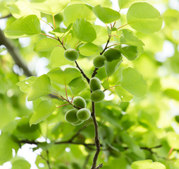 green apricots on a tree