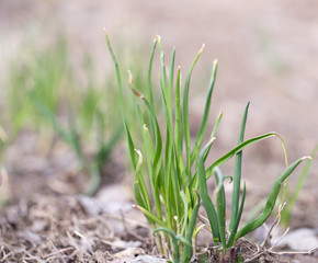 onions in the garden