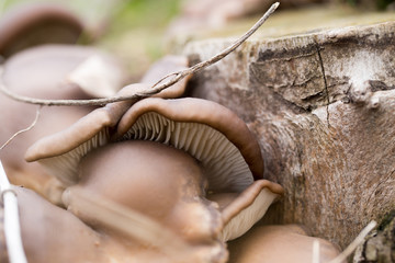 oyster mushrooms in nature