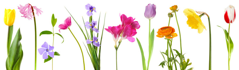 Fresh spring flowers isolated on white