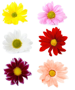 Collage of chrysanthemums flowers isolated on white