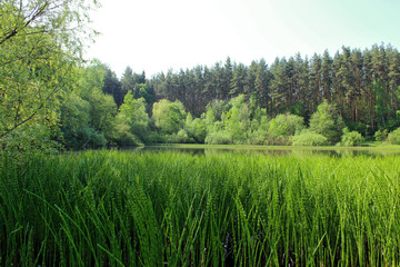 Lake in the forest