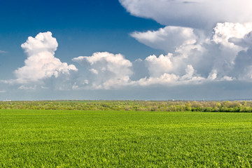 Green wheat field on the background of blue sky
