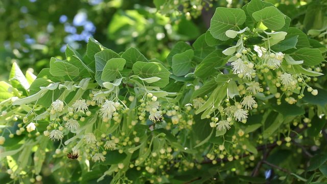 Blooming linden tree branch and bees at flowers in spring