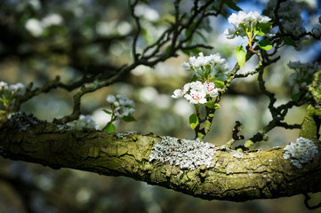 Horizontal colour image of pear tree in bloom