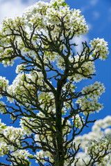 Vertical colour image of pear tree in bloom