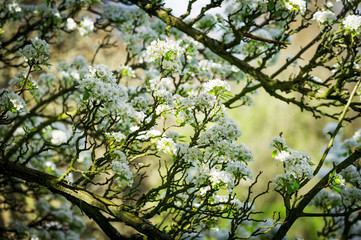 Horizontal colour image of pear tree in bloom