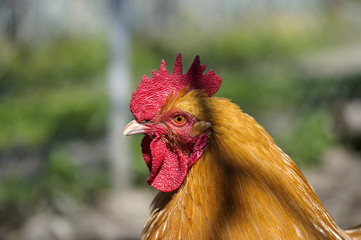chicken