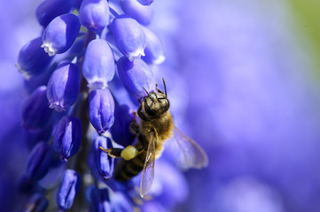 Bee in flower