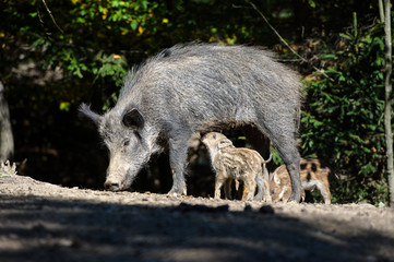 Wild boar in forest