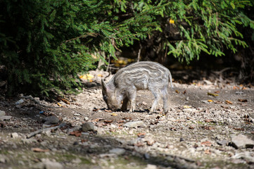 Wild boar in forest