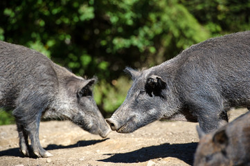 Wild boar in forest