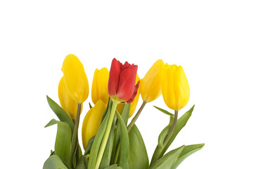 Colorful bouquet of fresh spring tulip flowers isolated on white