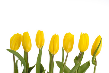 Yellow fresh spring tulips isolated on white background.