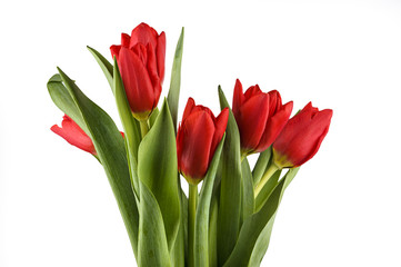 Red fresh spring tulips isolated on white background.