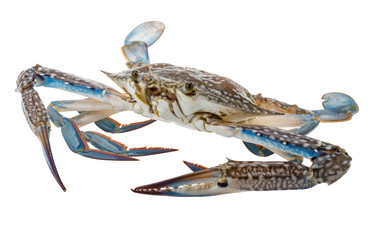 Raw blue crab