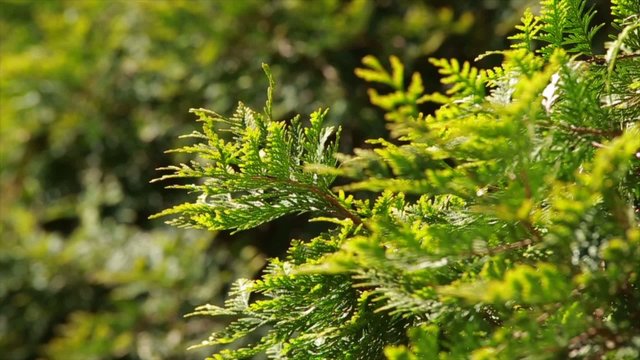 branch cupressocyparis on green background