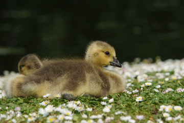 Canada Goose, Branta canadensis