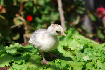 Chicken