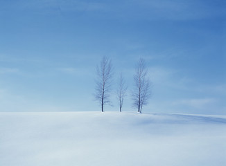 The image of beautiful nature