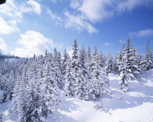 The image of beautiful nature