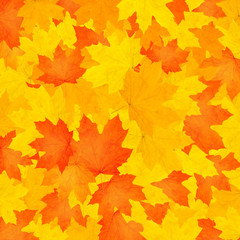 Naklejka na ściany i meble Autumn background.