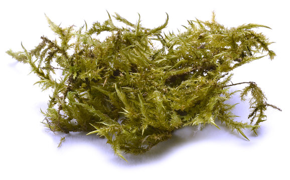 Bryophyta Bryophyte Mszaki Мохообразные Moose