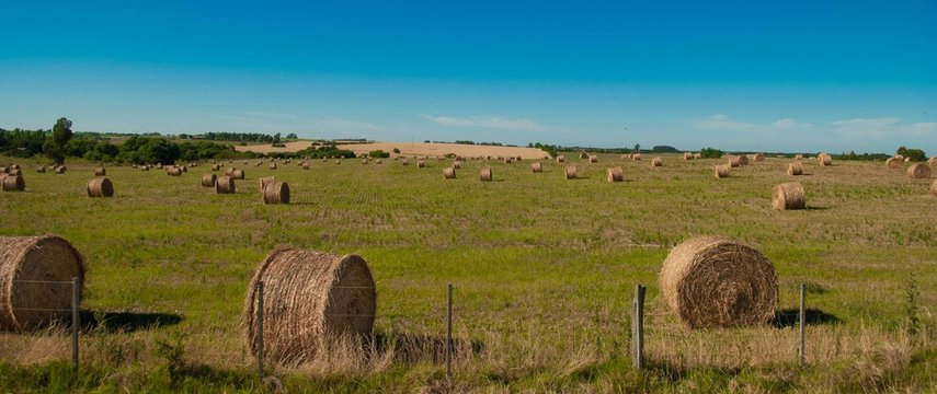 Campo