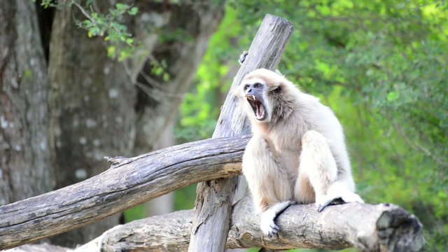 White Cheeked Gibbon or Lar Gibbon