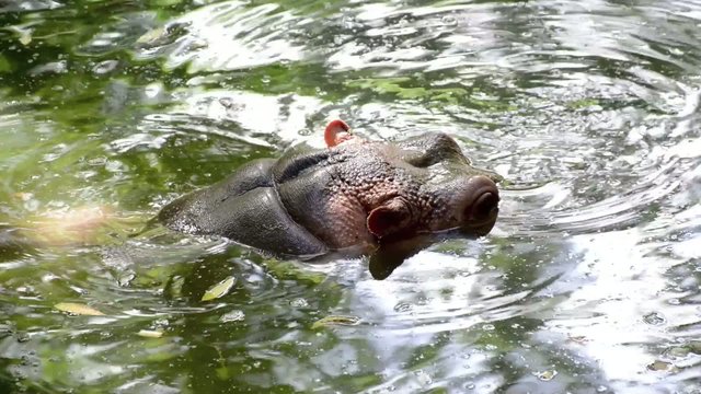 behavioral shot in slow motion of a Hippo
